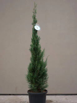 Cupressocyparis Leyl. Pyramidalis 'Eisspitze'®, Toscana-Zypresse -Gartenbedarfs Geschäft Eisspitze allgemein 1280x1280