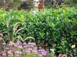 Prunus Laurocerasus 'Rotundifolia', Kirschlorbeer 7 Prunus Laurocerasus 'Rotundifolia', Kirschlorbeer -Gartenbedarfs Geschäft Kirschlorbeer rotundifolia 1280x1280