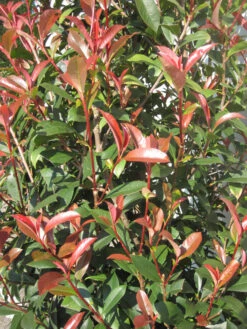 Photinia Fraseri 'Dicker Toni', Kompakte Glanzmispel -Gartenbedarfs Geschäft Photinia Laub 1280x1280