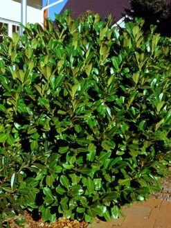 Prunus Laurocerasus 'Rotundifolia', Kirschlorbeer 6 Prunus Laurocerasus 'Rotundifolia', Kirschlorbeer -Gartenbedarfs Geschäft Prunus laurocerasus Rotundi 1280x1280