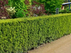 Taxus Media 'Hicksii', Becher-Eibe