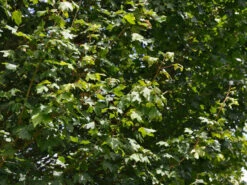 Acer Campestre 'Elsrijk', Kegel-Feldahorn - Hochstamm -Gartenbedarfs Geschäft acer campestre elsrijk 1280x1280