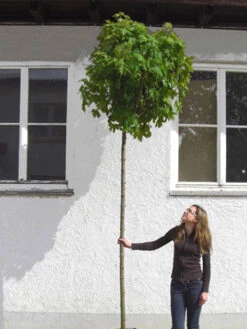 Acer Platanoides Globosum, Kugelahorn - Hochstamm -Gartenbedarfs Geschäft acer globosum hochstamm 1280x1280