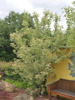 Acer Negundo 'Flamingo', Buntlaubiger Eschenahorn 7 Acer Negundo 'Flamingo', Buntlaubiger Eschenahorn -Gartenbedarfs Geschäft acer negundo flamingo 1280x1280