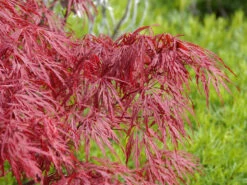 Acer Palmatum 'Dissectum Garnet', Rotblättriger Schlitzahorn -Gartenbedarfs Geschäft acer palmatum garnet 1280x1280