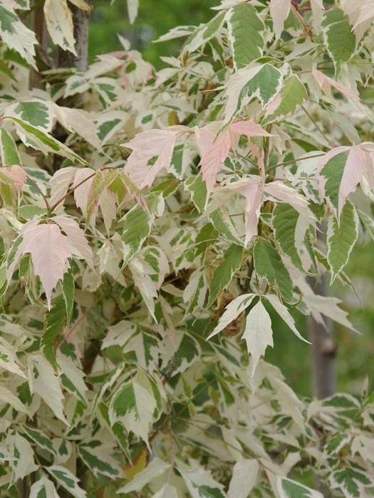 Acer Negundo 'Flamingo', Buntlaubiger Eschenahorn 2 Acer Negundo 'Flamingo', Buntlaubiger Eschenahorn – Bild 2