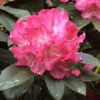 Rhododendron Yakushimanum 'Anuschka'