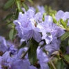 Rhododendron Impeditum 'Blue Tit'