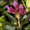 Rhododendron Ferrugineum, Heimische Alpenrose