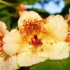 Rhododendron 'Goldkrone'