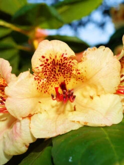 Rhododendron 'Goldkrone'