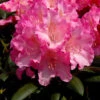 Rhododendron Yakushimanum 'Kalinka'