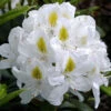 Rhododendron 'Madame Masson' INKARHO®