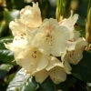 Rhododendron 'Marianne'