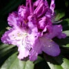 Rhododendron 'Pfauenauge'