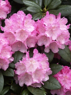Rhododendron Yak. 'Polaris' INKARHO®