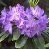 Rhododendron 'Purpureum Grandiflorum'