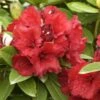 Rhododendron 'Red Jack'