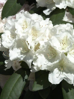 Rhododendron Yakushimanum 'Schneekrone'