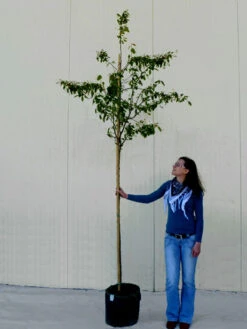 Amelanchier Lamarckii, Felsenbirne - Hochstamm -Gartenbedarfs Geschäft amelanchier lamarckii 1280x1280