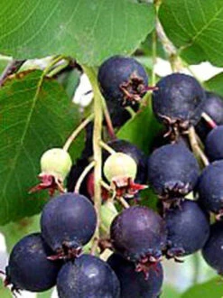 Amelanchier Alnifolia 'Obelisk', Säulen-Felsenbirne 7 Amelanchier Alnifolia 'Obelisk', Säulen-Felsenbirne -Gartenbedarfs Geschäft amelanchier obelisk j6 7854 78544 3 1280x1280