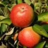 Apfel Braeburn