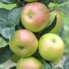 Apfel Brettacher