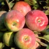 Apfel Florina