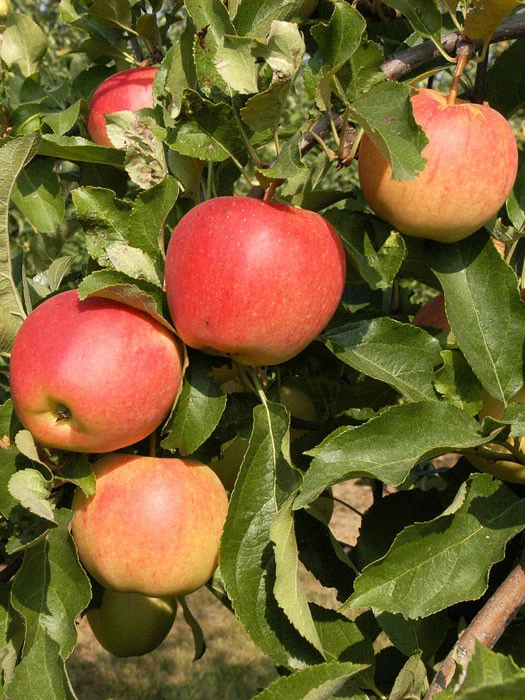 Duo-Apfelbaum - Elstar Und Gala 3 Duo-Apfelbaum - Elstar Und Gala – Bild 3