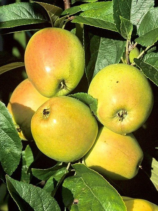 Apfel Weißer Winterglockenapfel 1 Apfel Weißer Winterglockenapfel