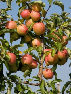 Duo-Apfelbaum - Topaz Und Pinova -Gartenbedarfs Geschäft apfel pinova55599c52c5ff9 1280x1280