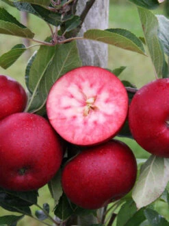 Apfel Rosette -Gartenbedarfs Geschäft apfel rotes fruchtfleisch 1280x1280