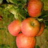 Apfel Topaz (S)