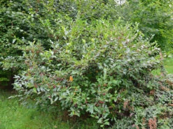 Aronia Melanocarpa, Wilde Apfelbeere -Gartenbedarfs Geschäft apfelbeere fruchtbehang 1280x1280