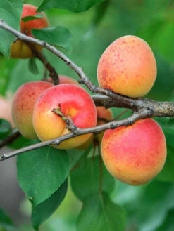 Gartenbedarfs Geschäft 40 Aprikose Ungarische Beste
