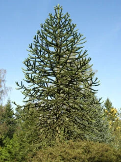 Araucaria Araucana, Chilenische Schmucktanne