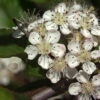 Aronia Melanocarpa 'Nero', Apfelbeere