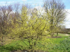 Cornus Officinalis, Japanischer Arzneihartriegel 9 Cornus Officinalis, Japanischer Arzneihartriegel -Gartenbedarfs Geschäft arzneihartriegel strauch 1280x1280