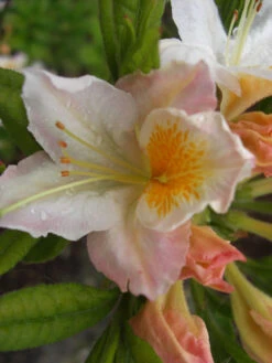 Gartenbedarfs Geschäft 35 Rhododendron Luteum 'Möwe', Sommergrüne Japanische Gartenazalee