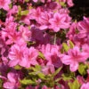 Rhododendron Obtusum 'Rosalind', Wintergrüne Japanische Gartenazalee