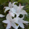Rhododendron Viscosum 'Weston's Innocence', Sommergrüne Japanische Gartenazalee