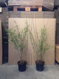 Fargesia Nitida 'Black Pearl' - Glänzender Schirm-Bambus -Gartenbedarfs Geschäft bambus black pearl 1280x1280