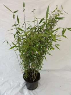 Fargesia Murielae 'Tiny', Schirmbambus -Gartenbedarfs Geschäft bambus tiny pflanze 1280x1280