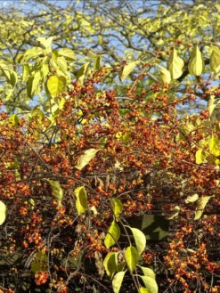 Celastrus Orbiculatus, Baumwürger 5 Celastrus Orbiculatus, Baumwürger -Gartenbedarfs Geschäft baumwuerger frucht 1280x1280