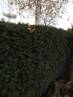 Taxus Media 'Hillii', Männliche Becher-Eibe -Gartenbedarfs Geschäft becher eibe hillii55599f2c2f21b 1280x1280