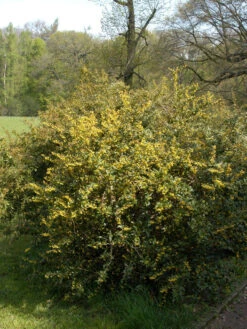 Berberis Julianae, Immergrüne Großblättrige Berberitze -Gartenbedarfs Geschäft berberis julianae 1280x1280