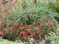 Berberis Verruculosa, Warzenberberitze -Gartenbedarfs Geschäft berberis verruculosa 1280x1280