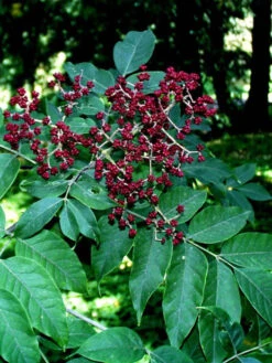 Euodia Daniellii, Tetradium Daniellii, Bienenbaum, Bee-Bee-Tree