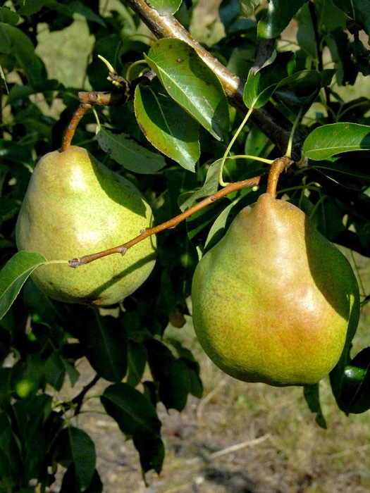 Duo-Birnbaum - Williams Christ Und Gute Luise 3 Duo-Birnbaum - Williams Christ Und Gute Luise – Bild 3