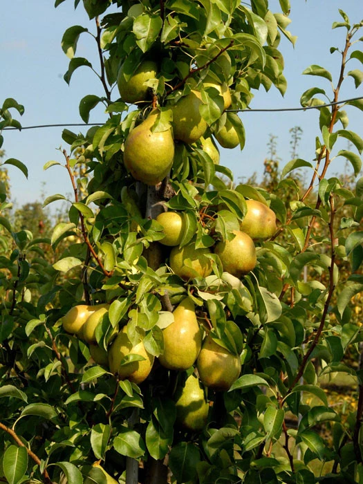 Duo-Birnbaum - Williams Christ Und Gute Luise 2 Duo-Birnbaum - Williams Christ Und Gute Luise – Bild 2